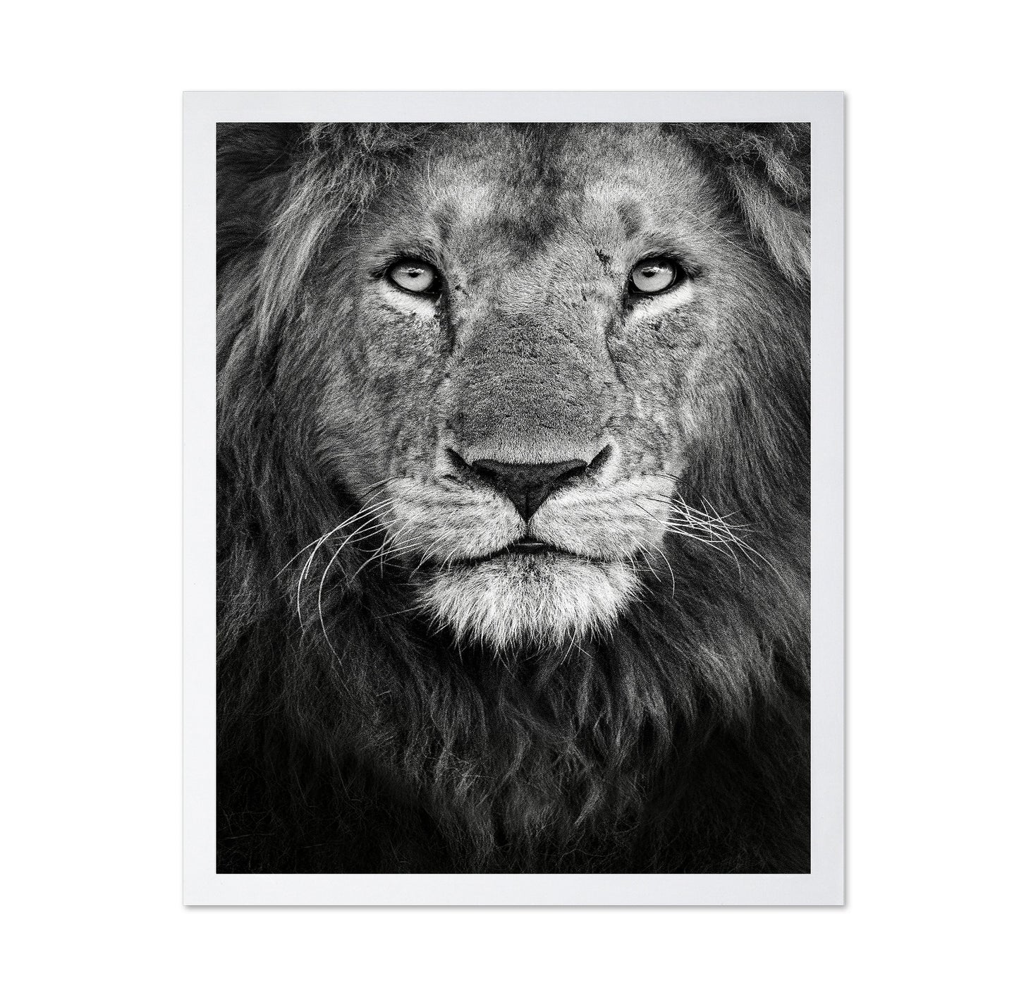 Lion Face Close