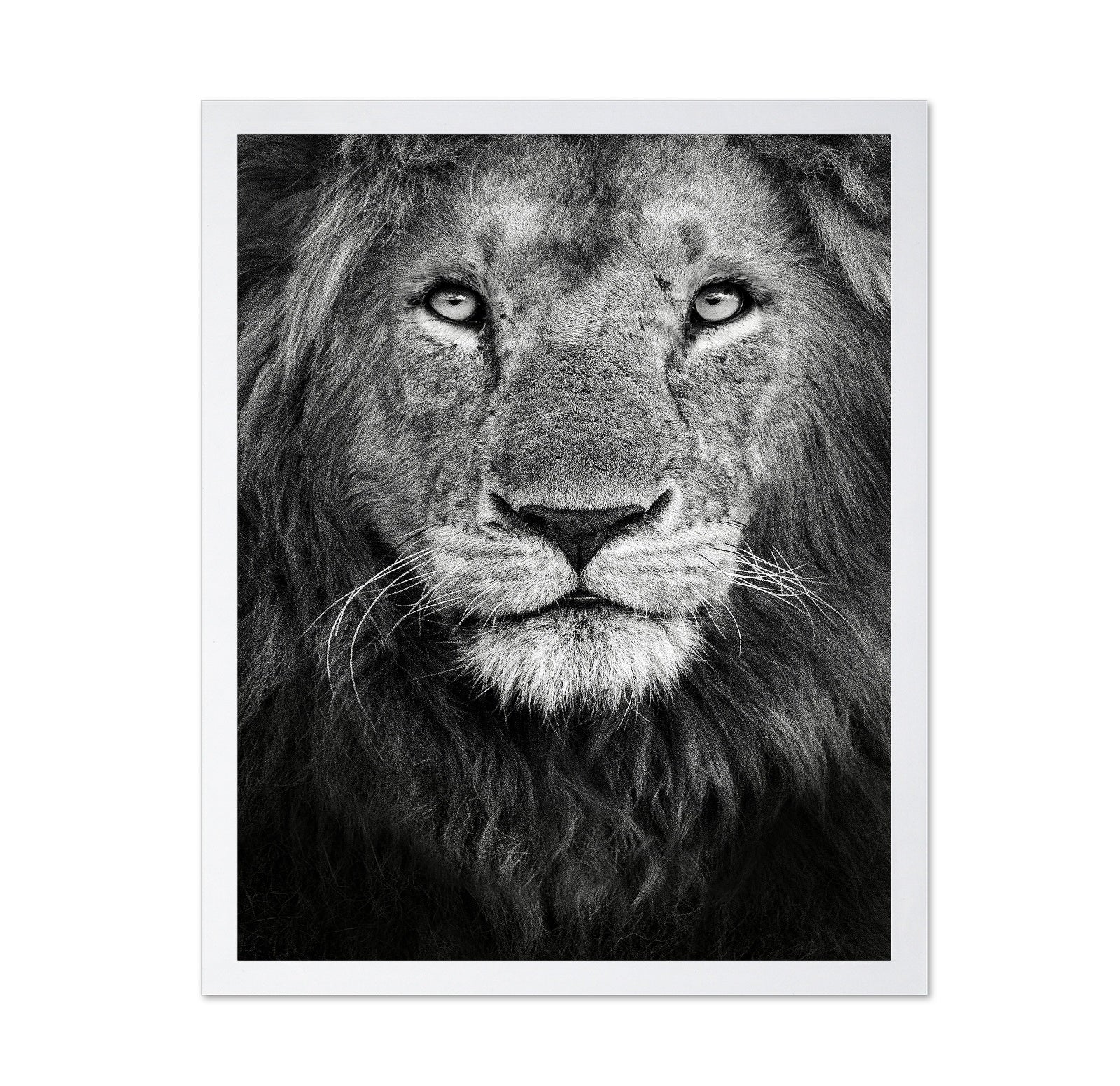 Lion Face Close