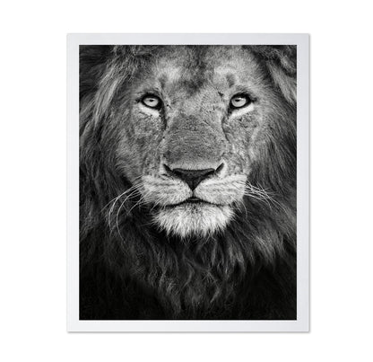 Lion Face Close