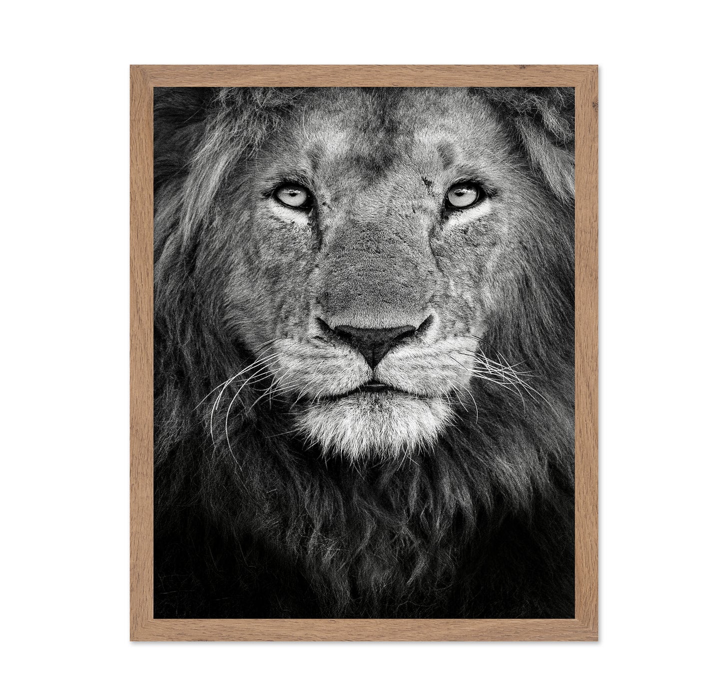 Lion Face Close