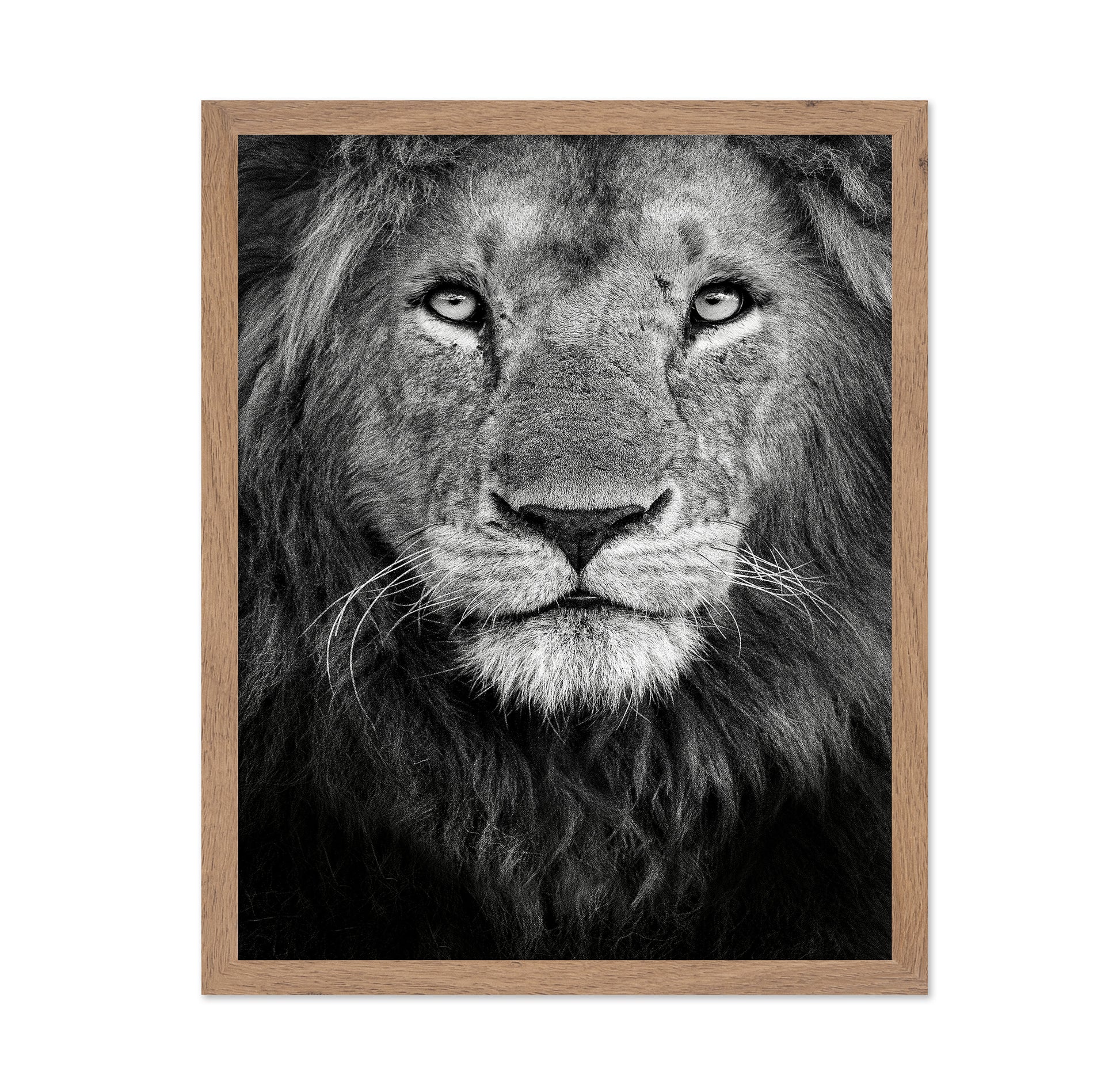 Lion Face Close