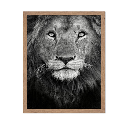 Lion Face Close