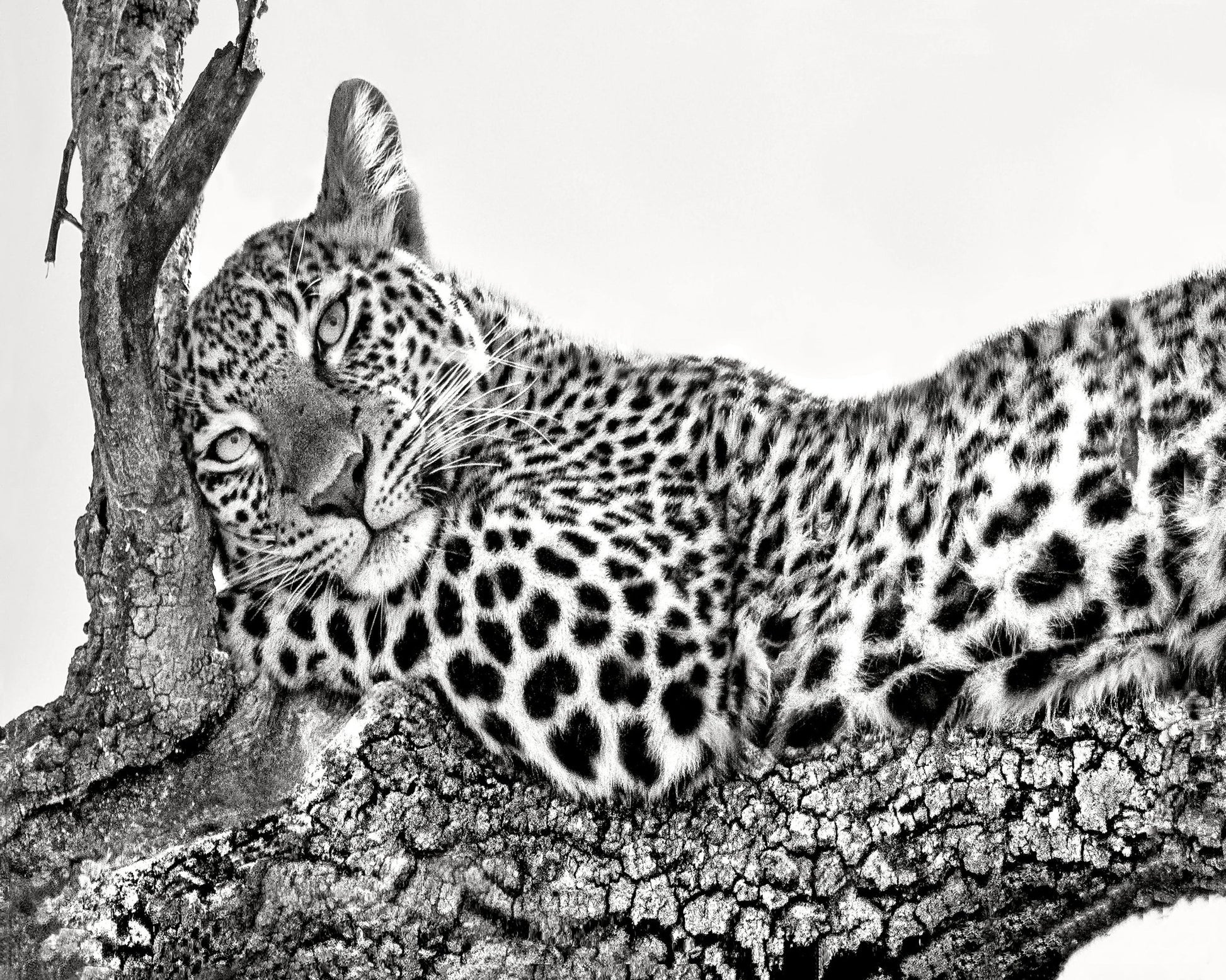 Resting Leopard