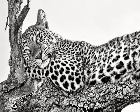 Resting Leopard