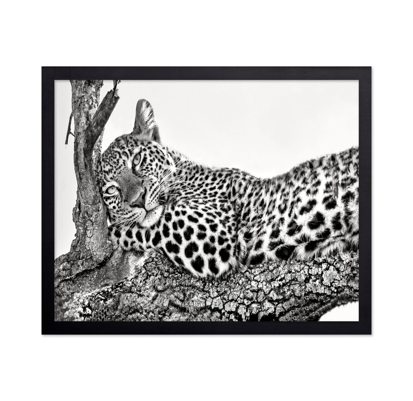 Resting Leopard