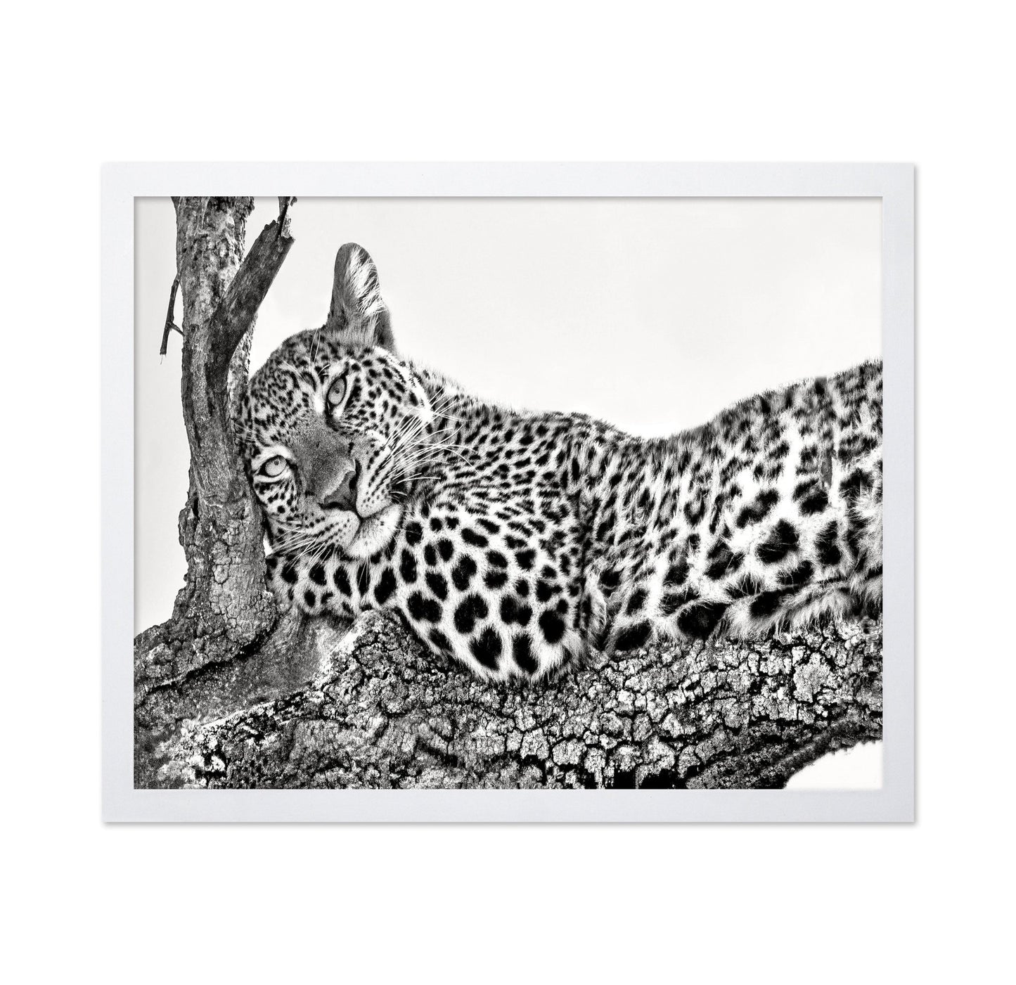 Resting Leopard
