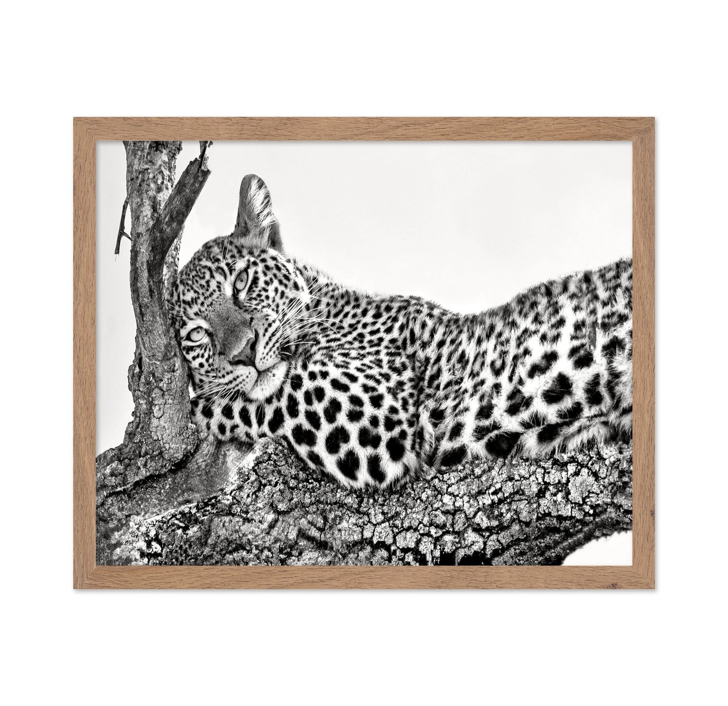 Resting Leopard