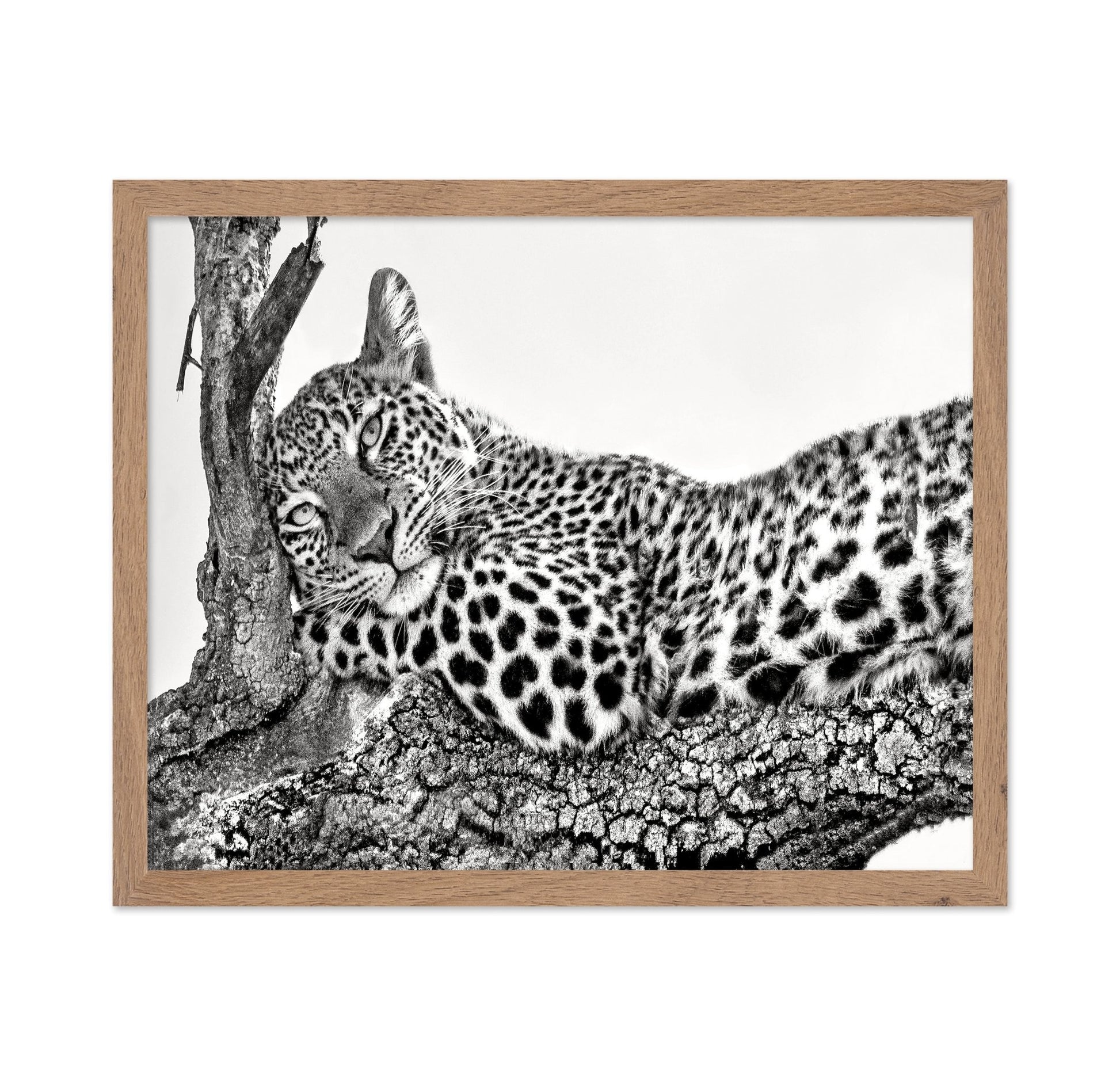 Resting Leopard