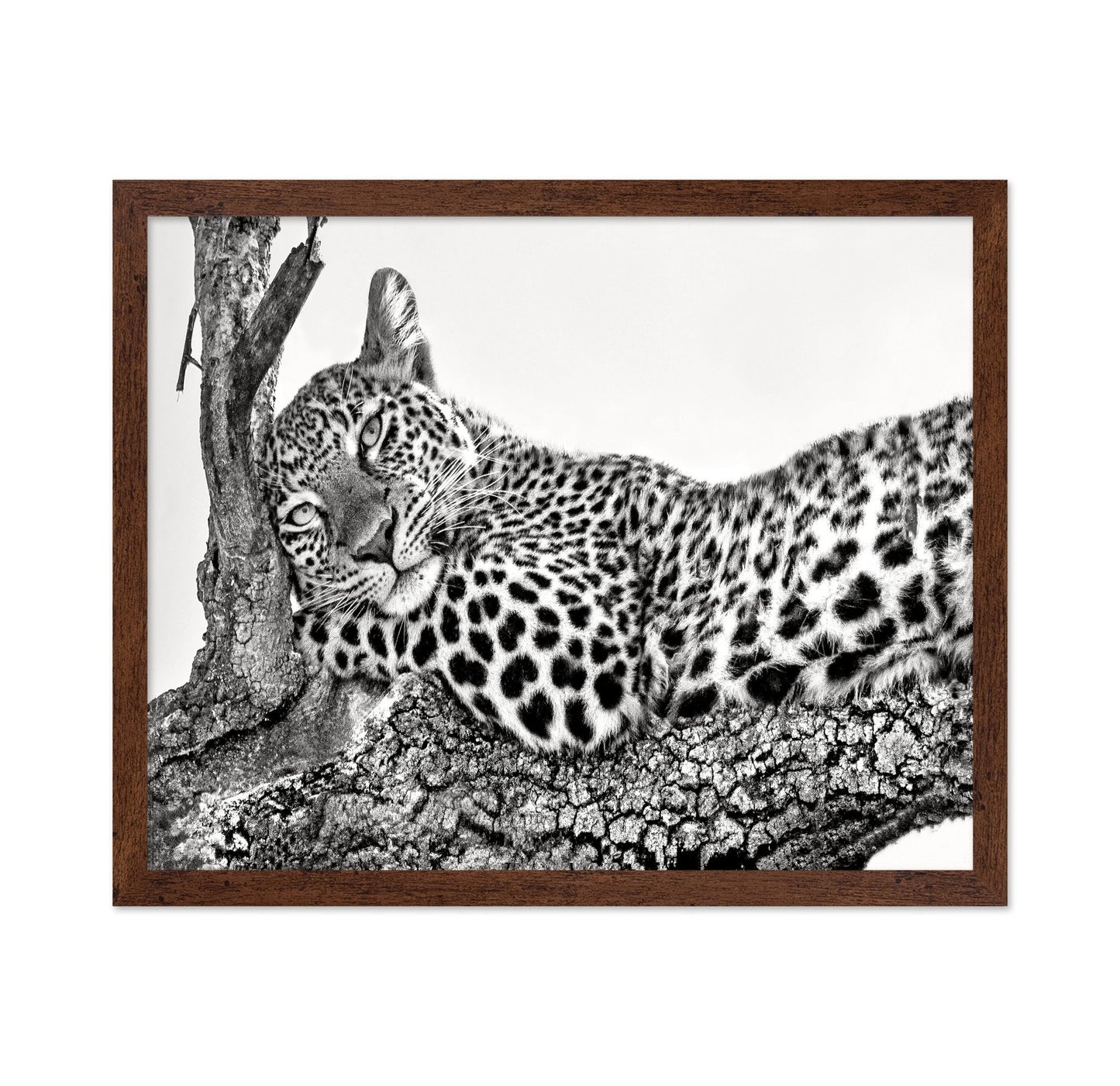 Resting Leopard