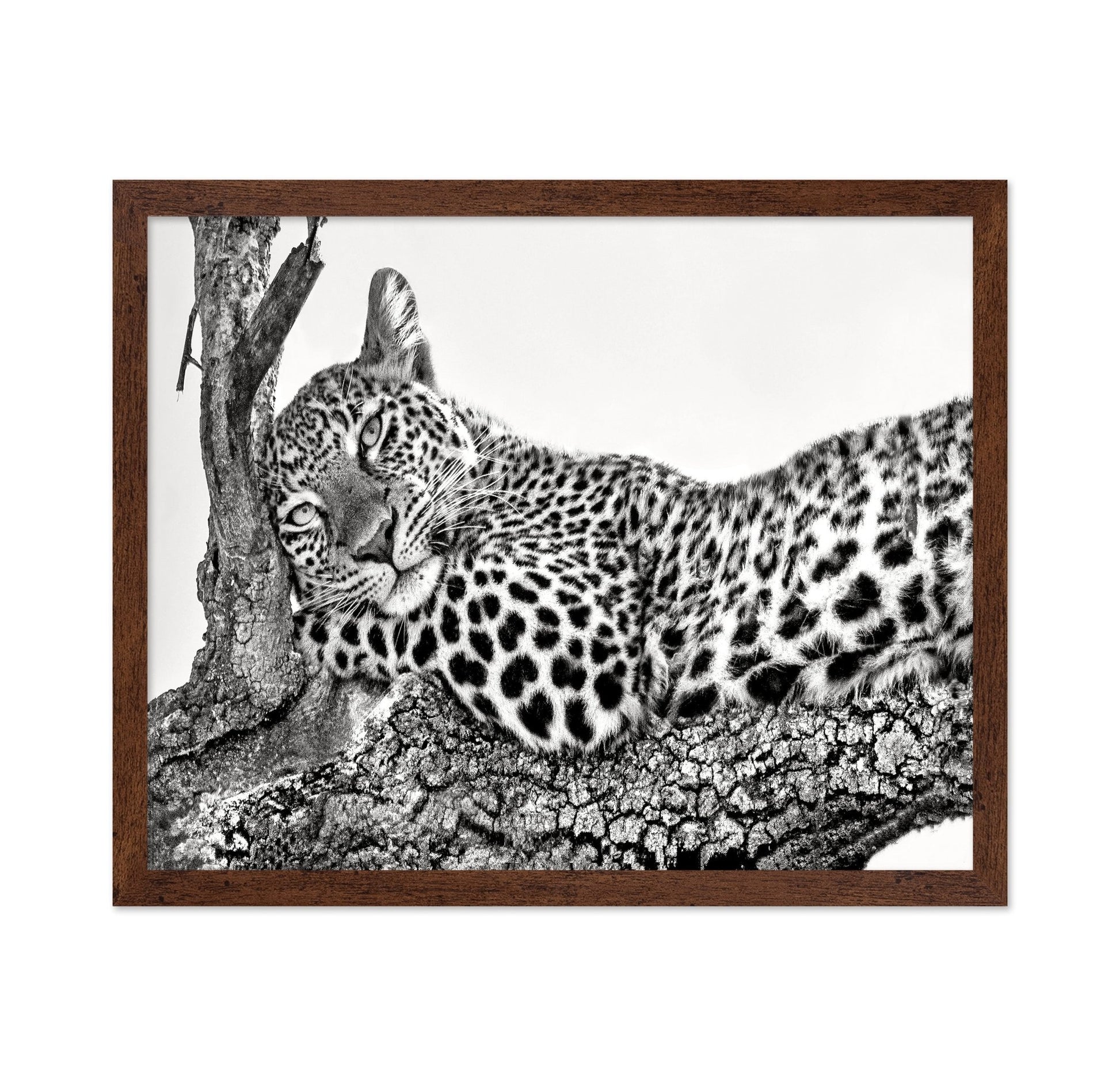 Resting Leopard