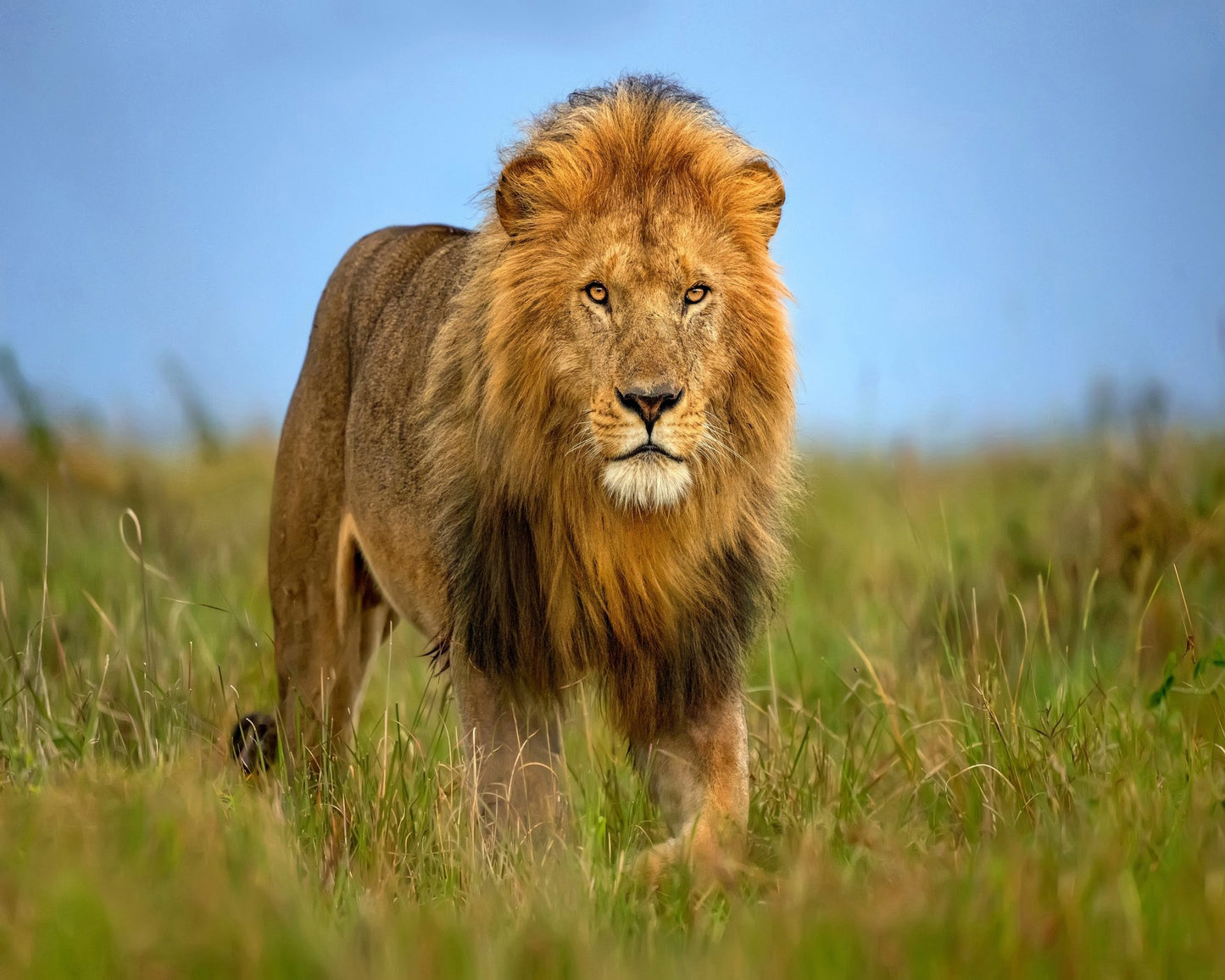 Majestic Male Lion