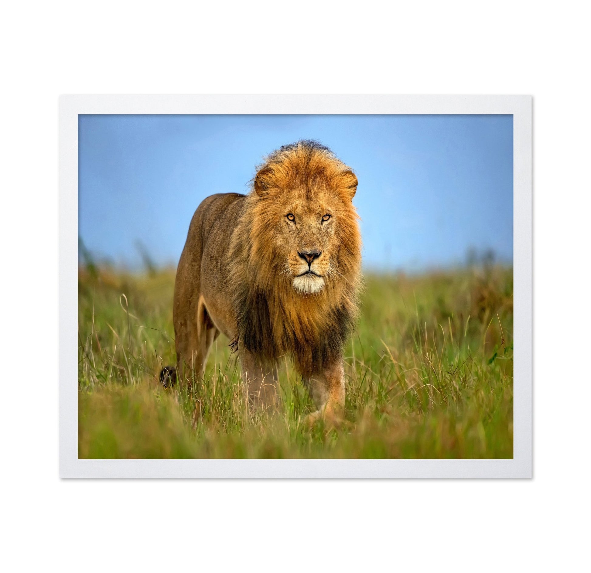 Majestic Male Lion