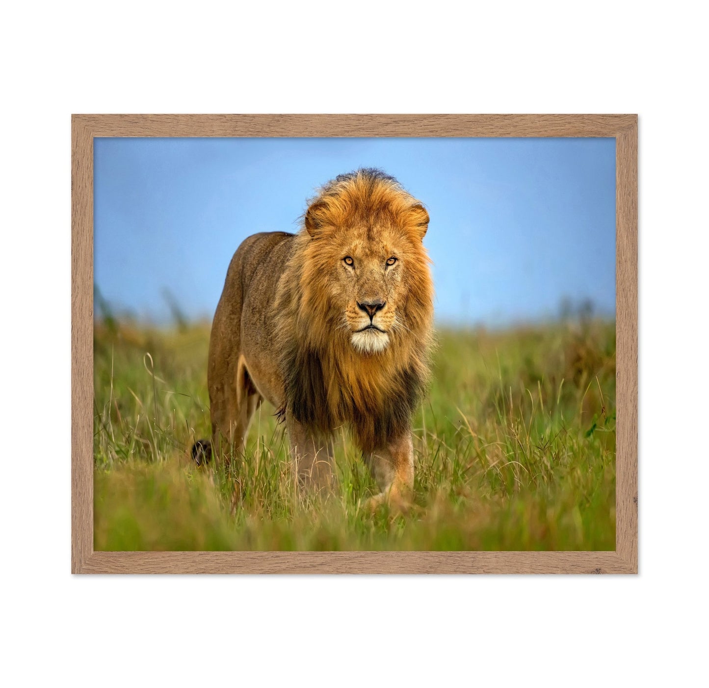 Majestic Male Lion