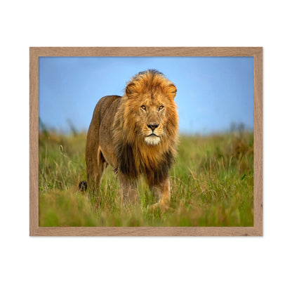 Majestic Male Lion
