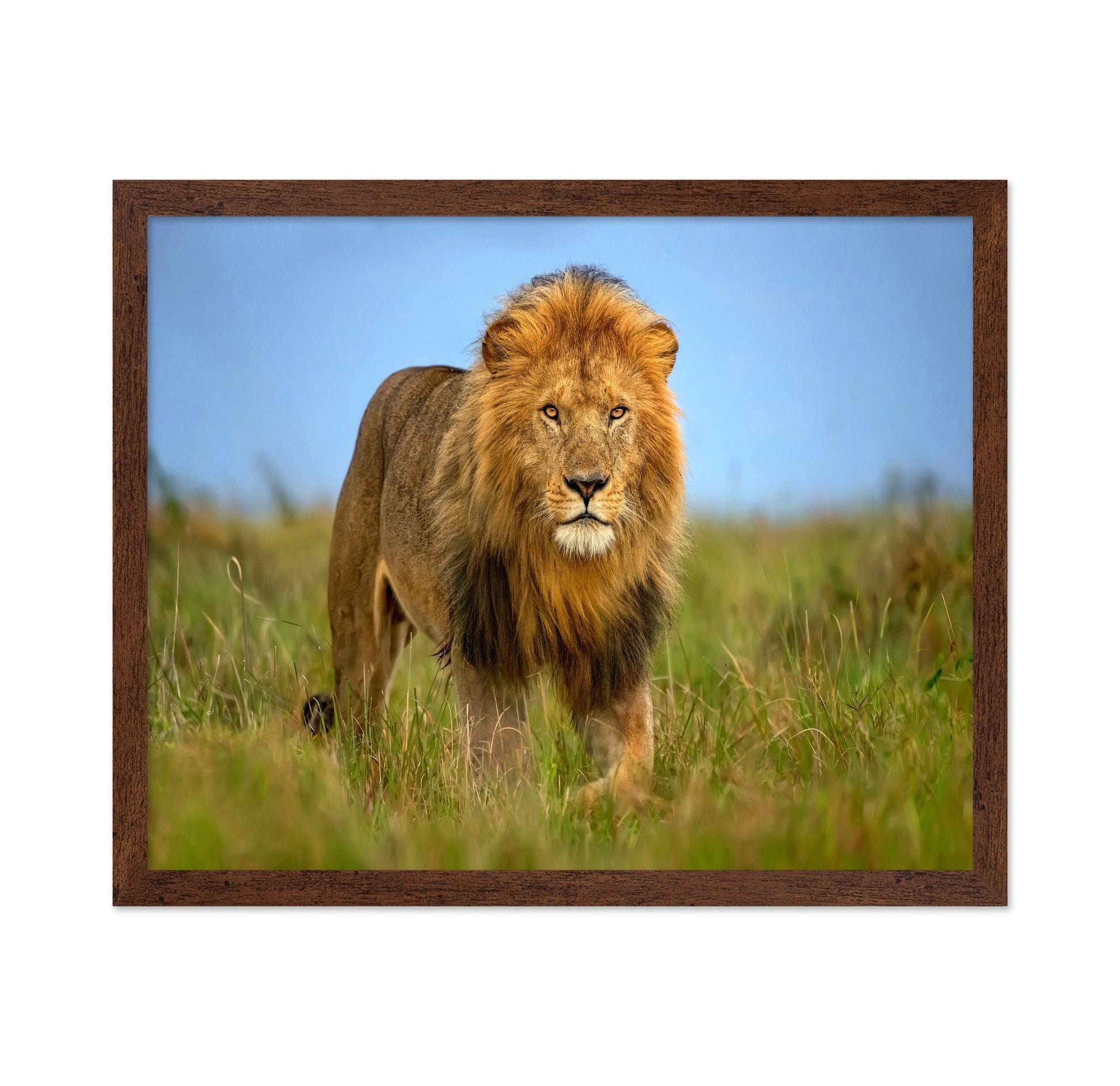 Majestic Male Lion