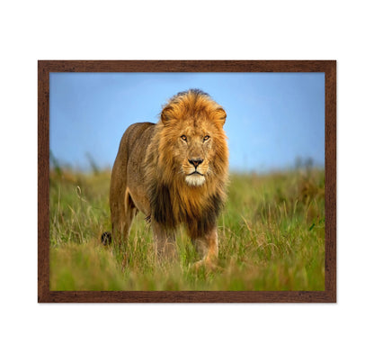 Majestic Male Lion