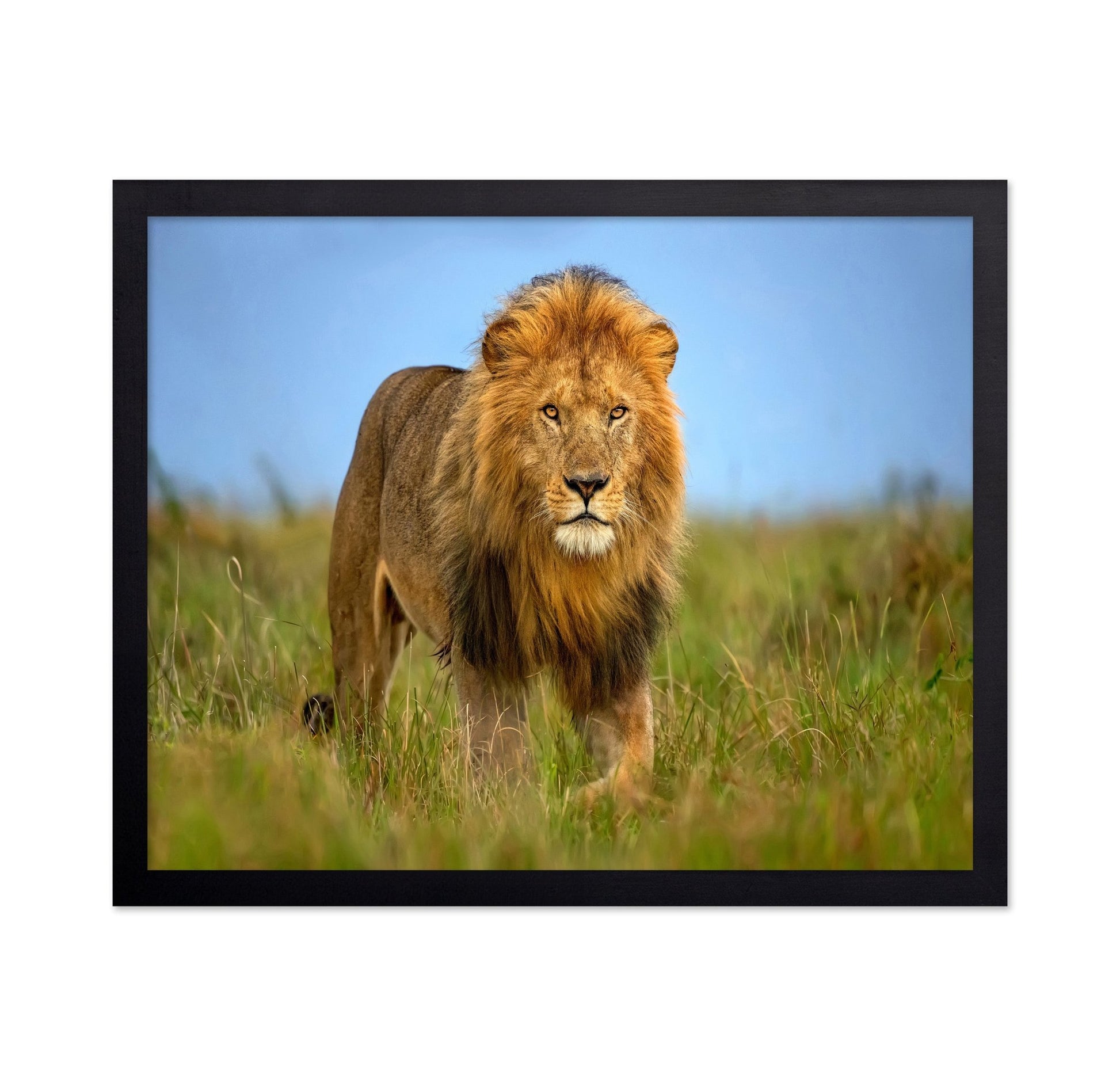 Majestic Male Lion