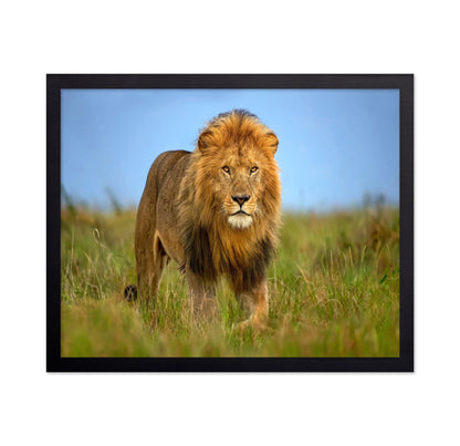 Majestic Male Lion
