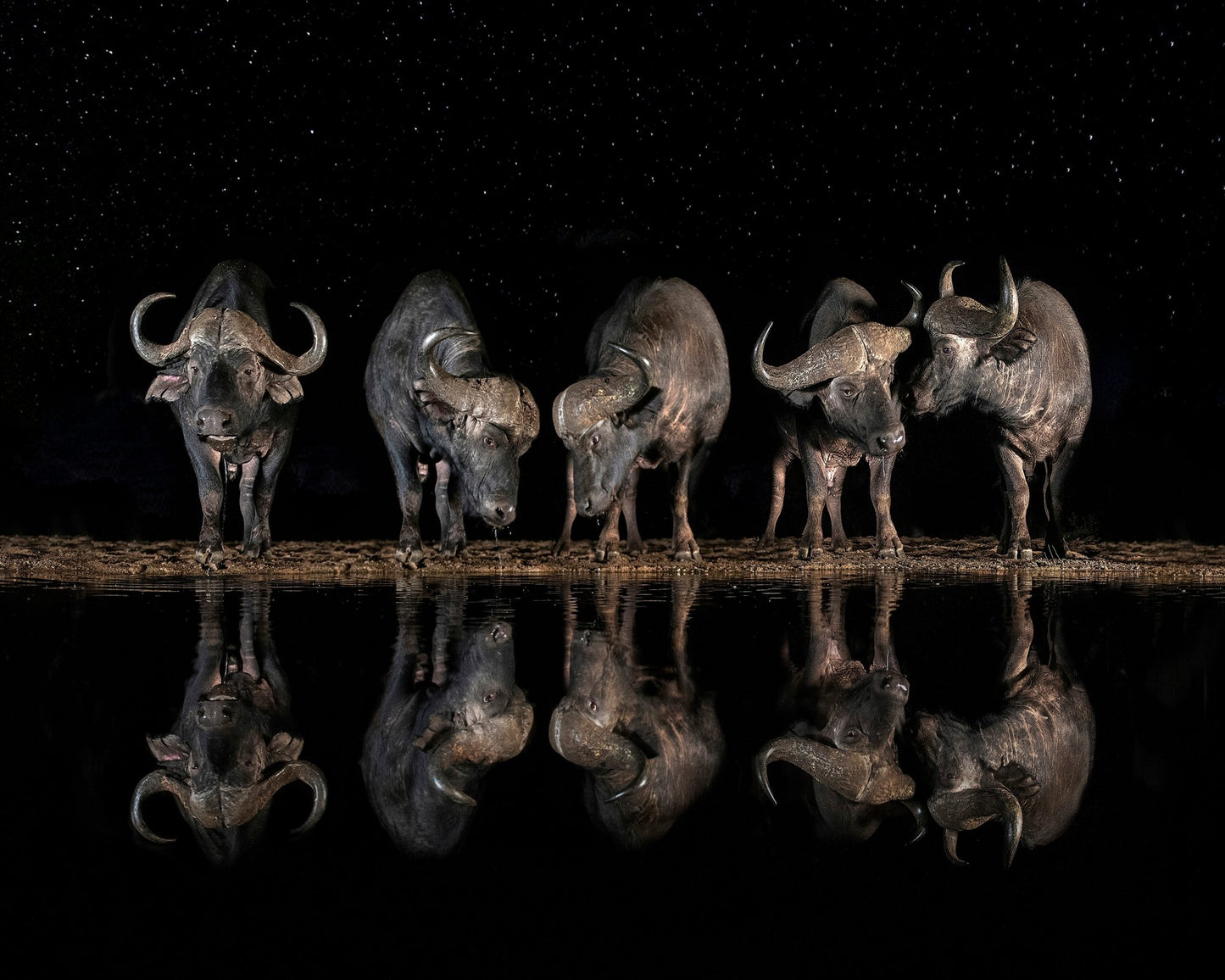 Buffalo Night Reflection