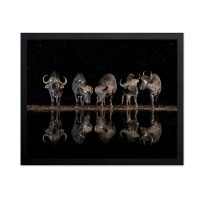 Buffalo Night Reflection