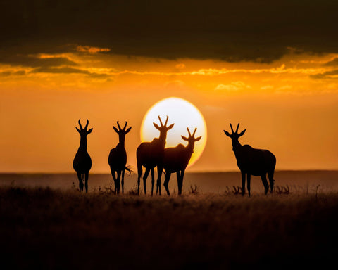Antelope Sunset