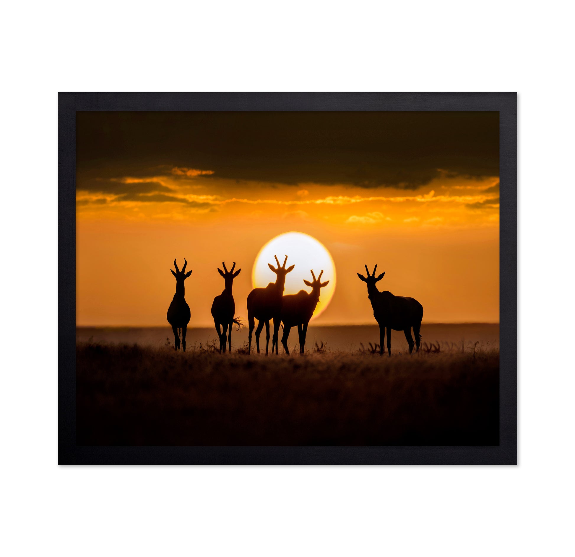 Antelope Sunset
