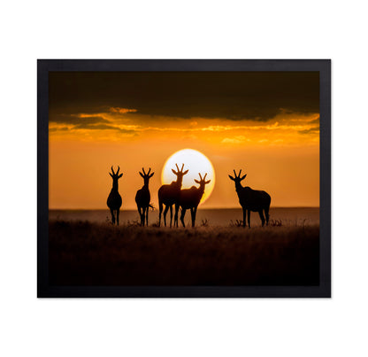 Antelope Sunset