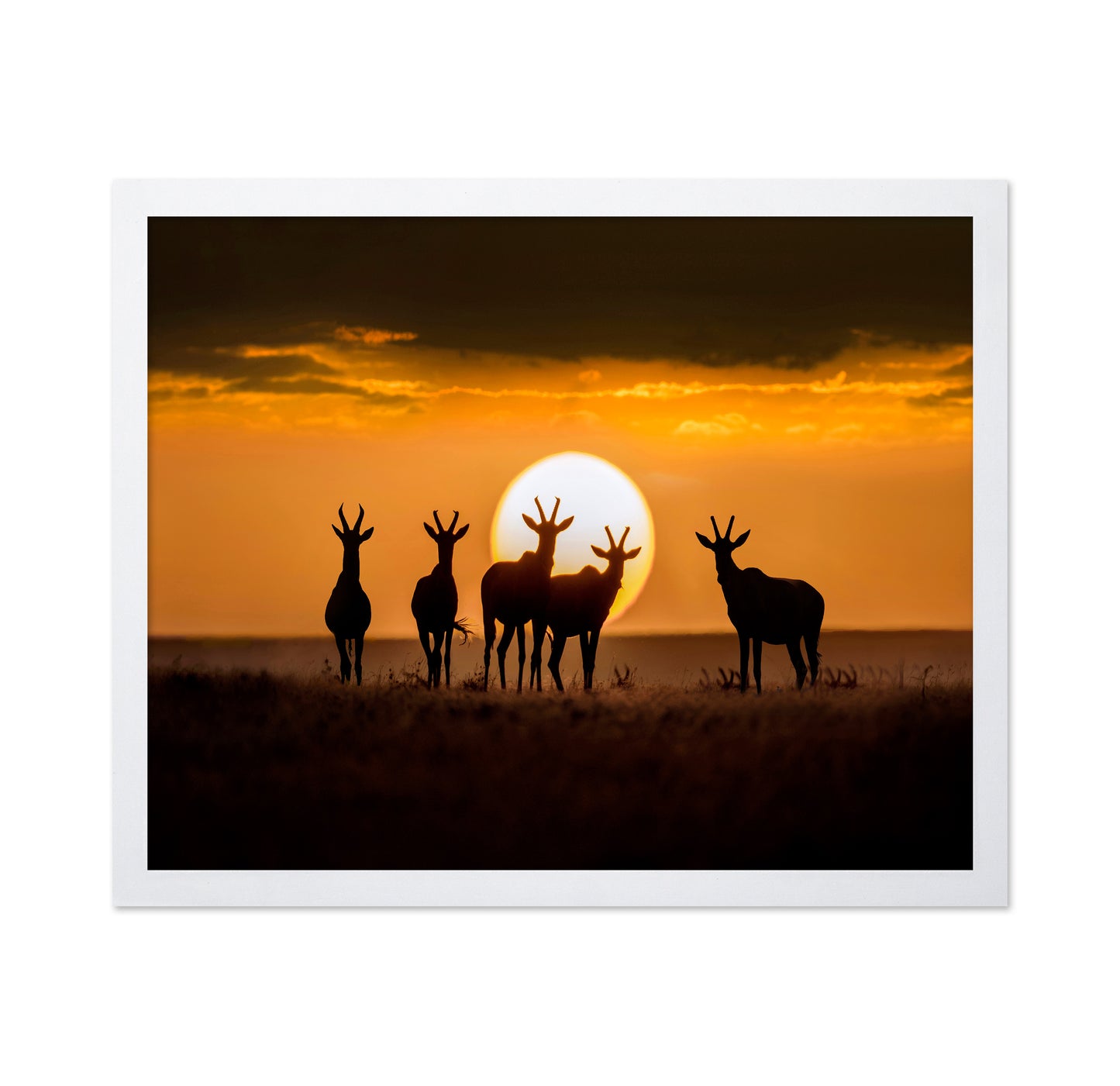 Antelope Sunset