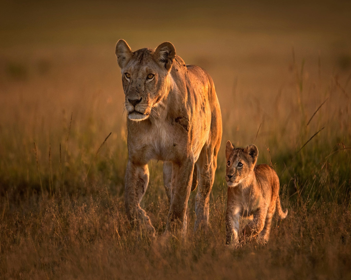Lioness And Cub