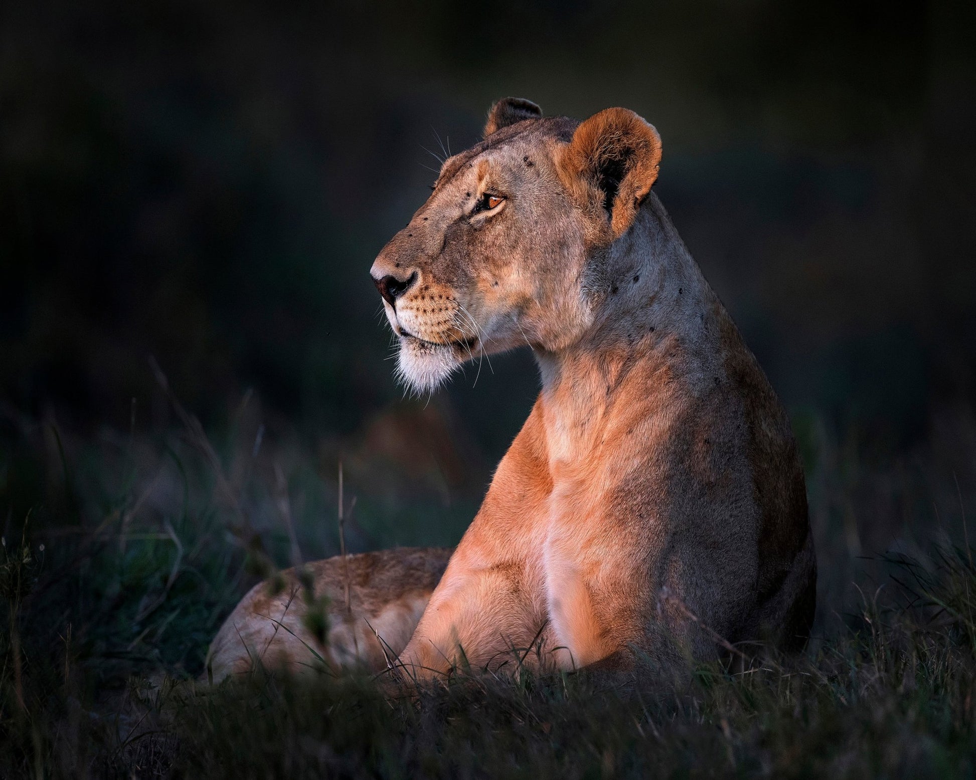 Lioness Portrait