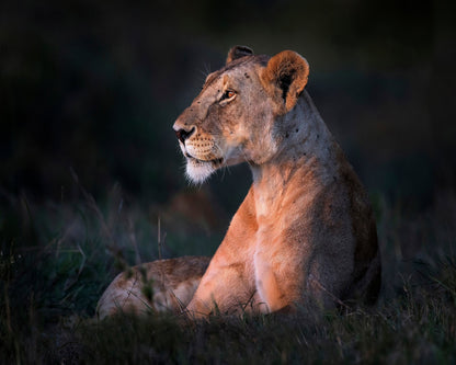 Lioness Portrait