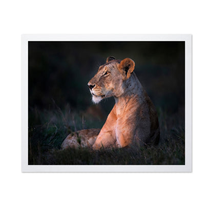 Lioness Portrait