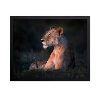 Lioness Portrait