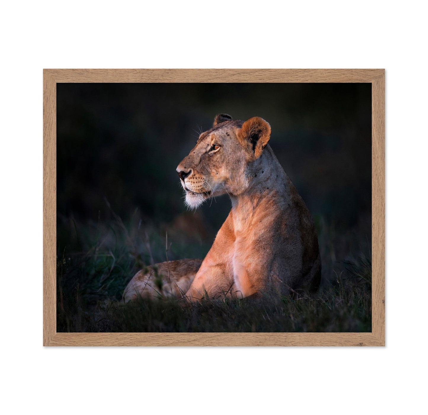 Lioness Portrait
