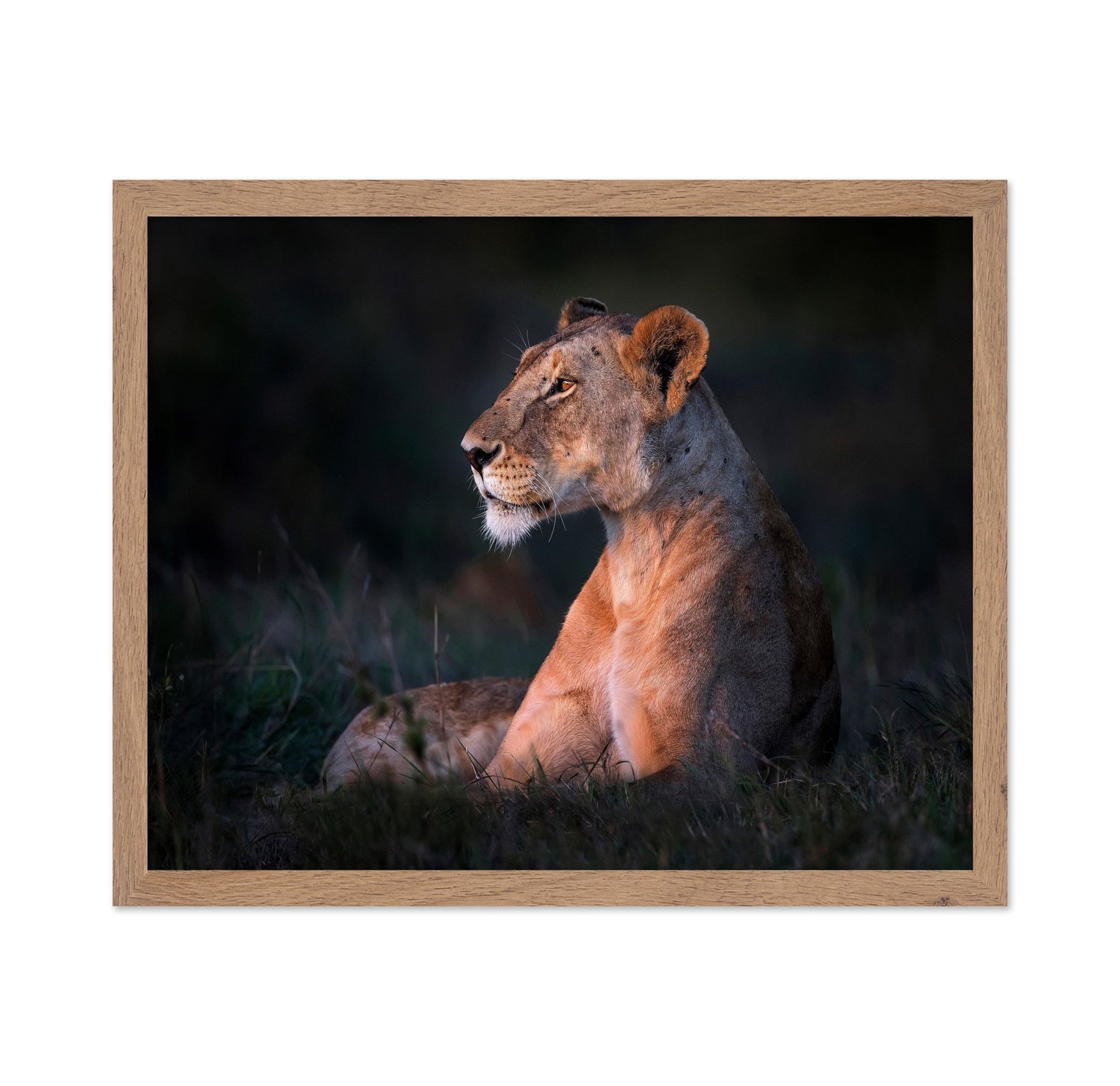 Lioness Portrait