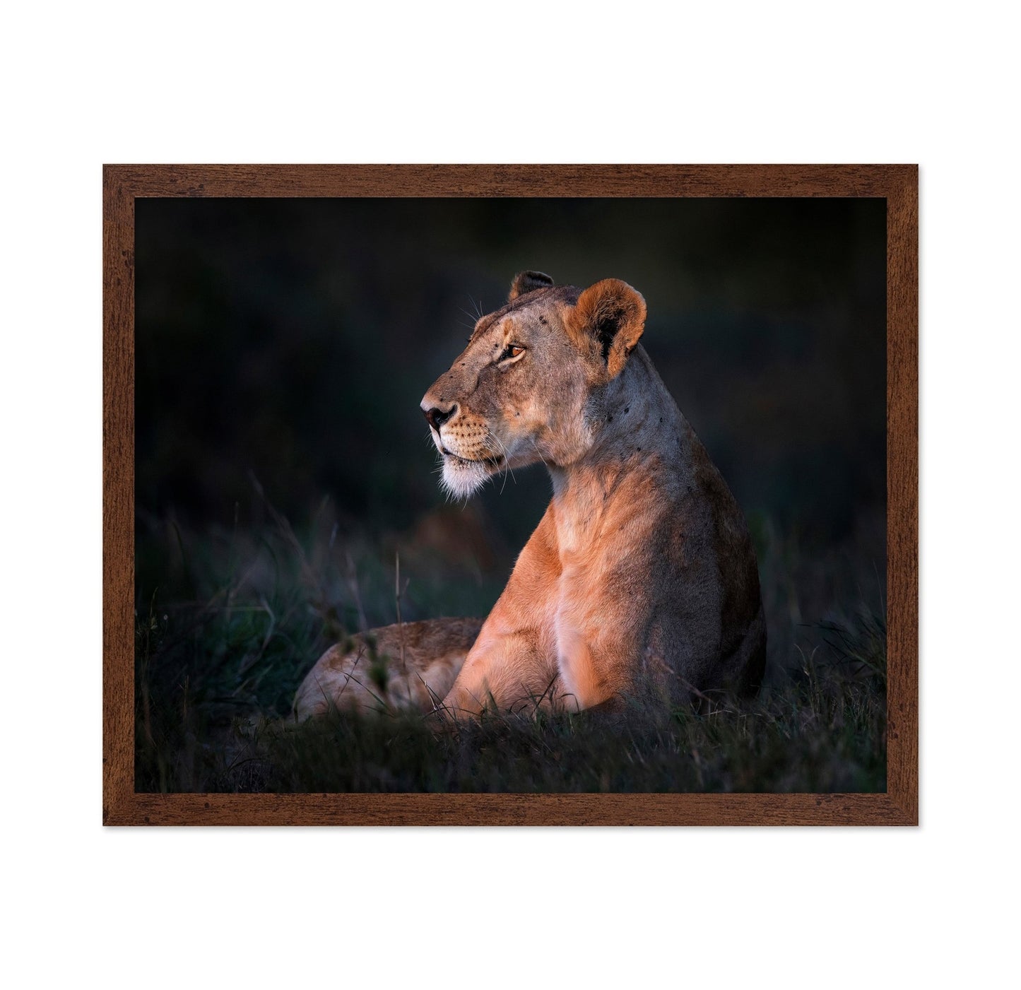 Lioness Portrait
