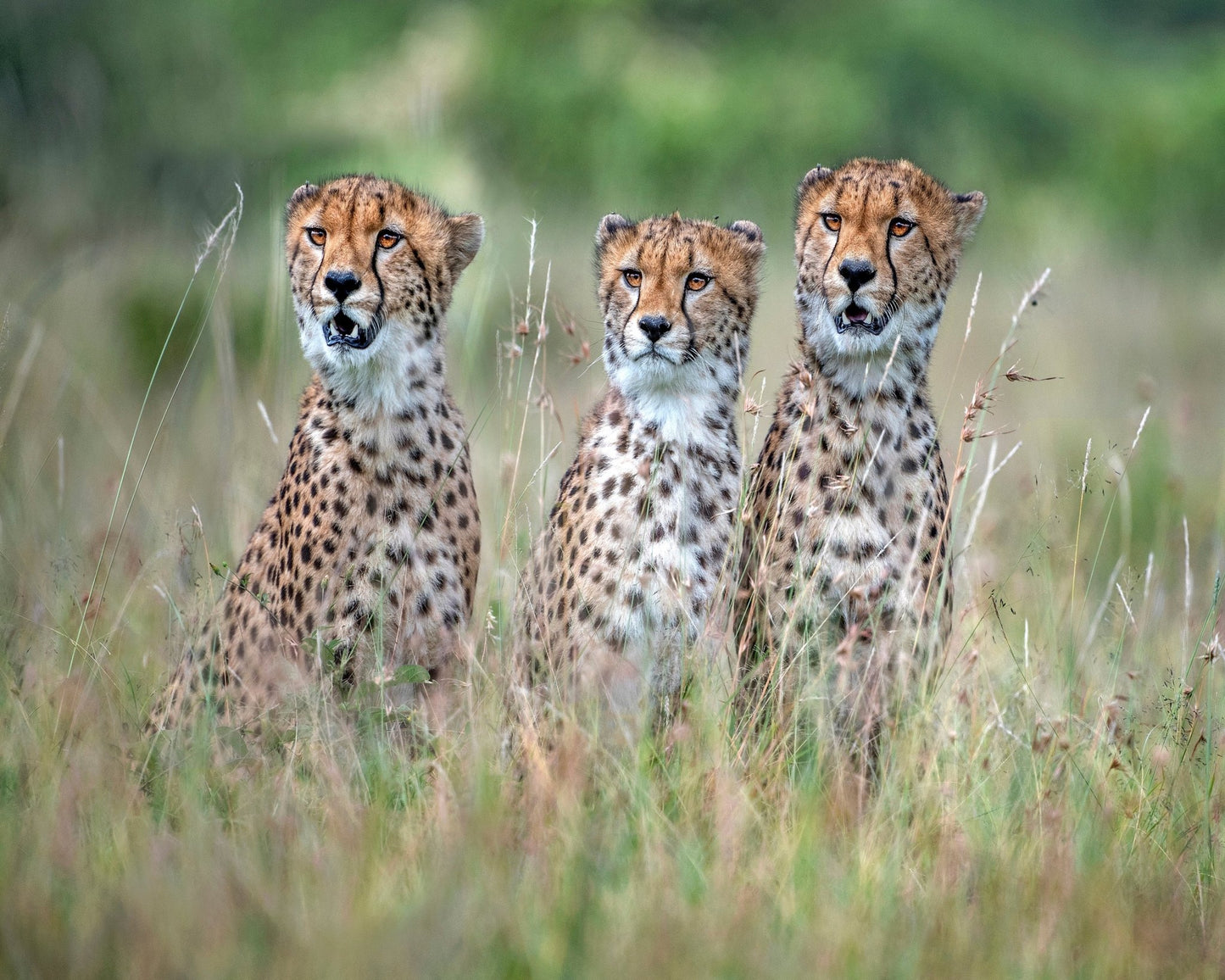 Cheetah Trio