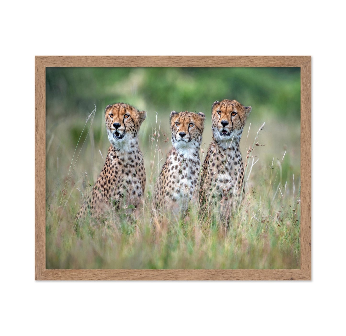 Cheetah Trio