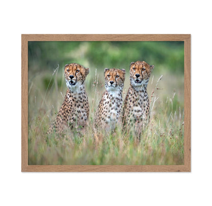 Cheetah Trio