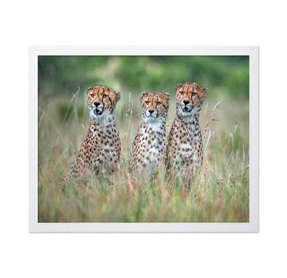 Cheetah Trio