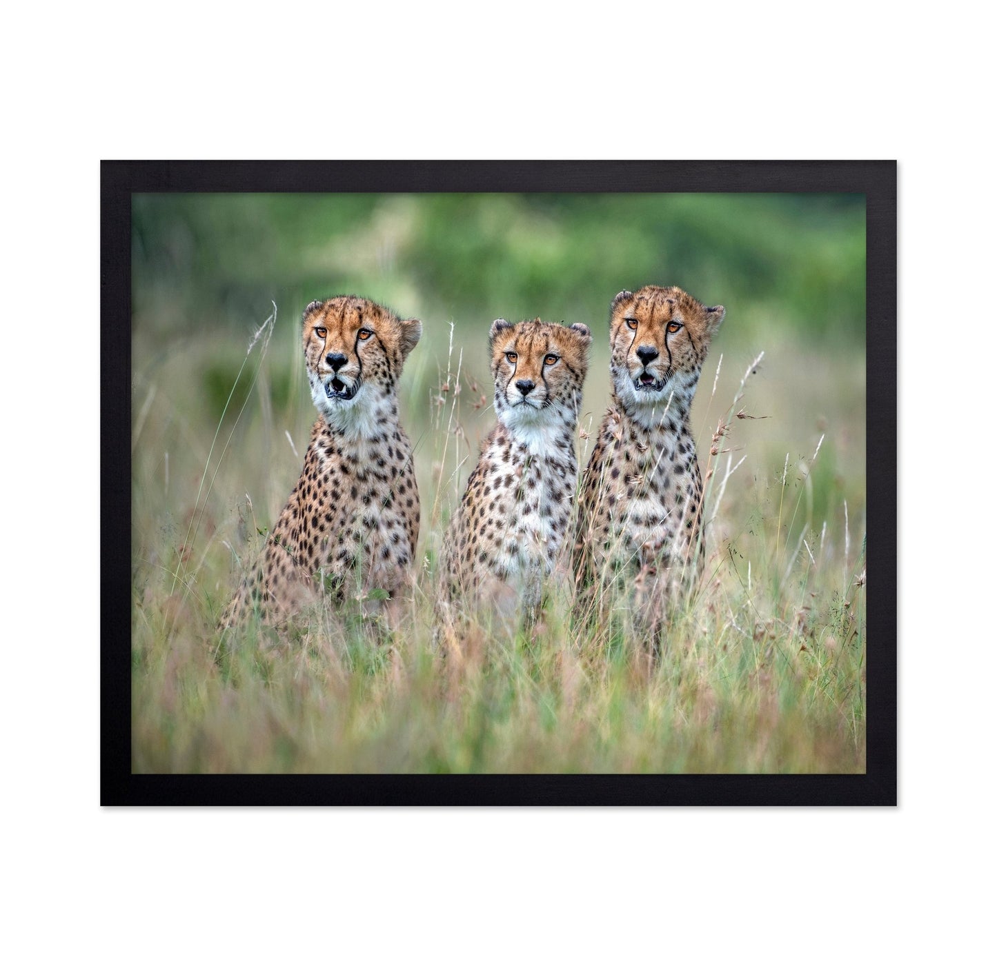 Cheetah Trio