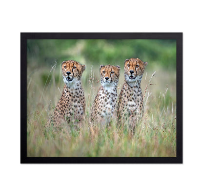 Cheetah Trio