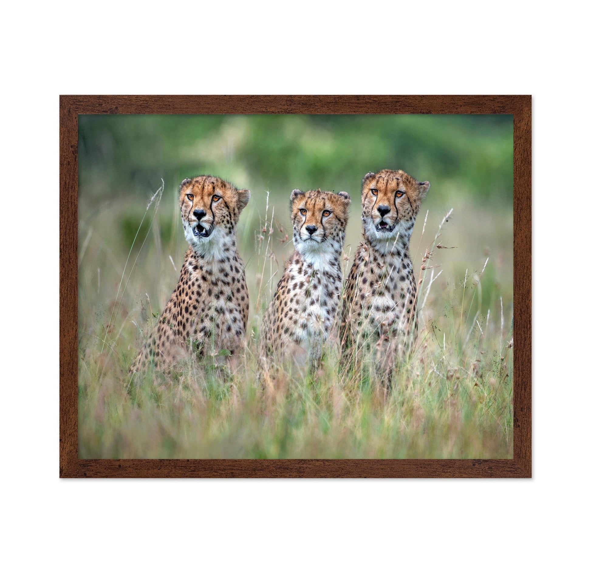 Cheetah Trio