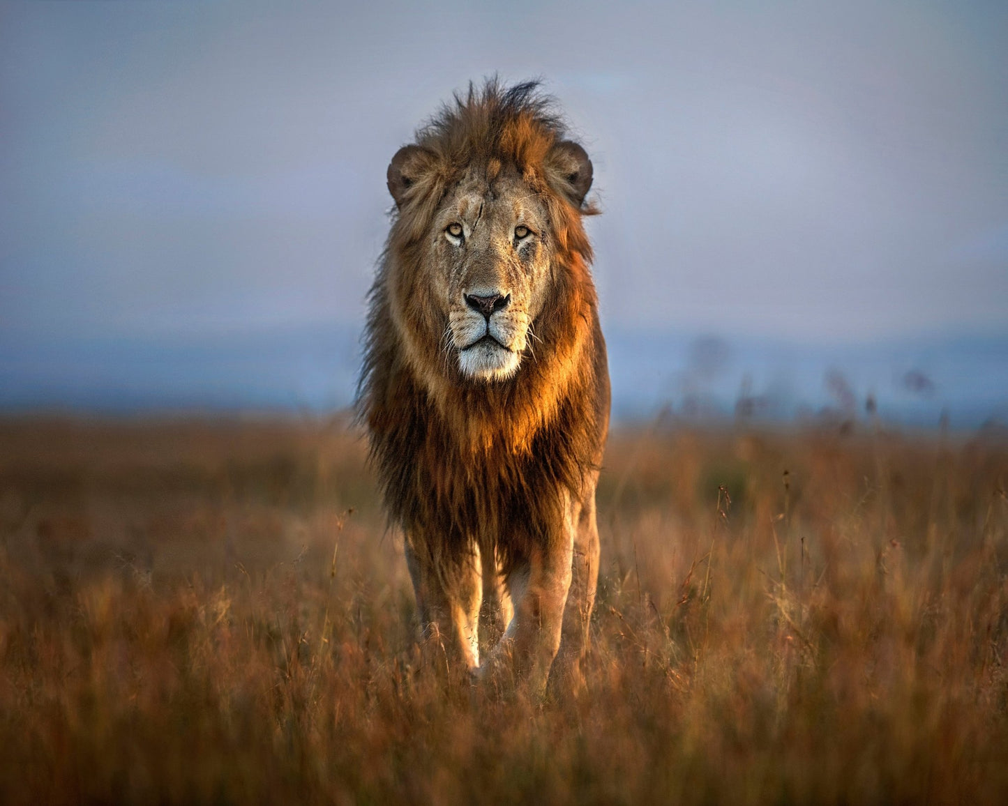 Majestic Lion