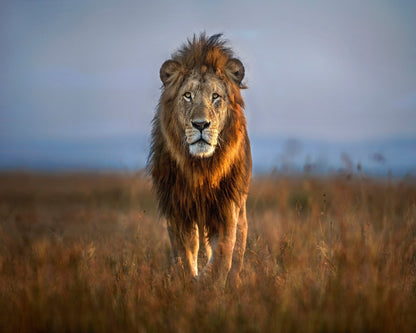 Majestic Lion