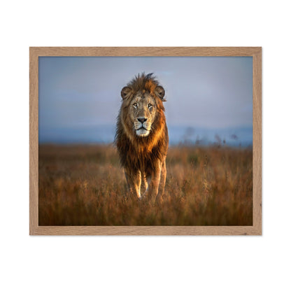 Majestic Lion