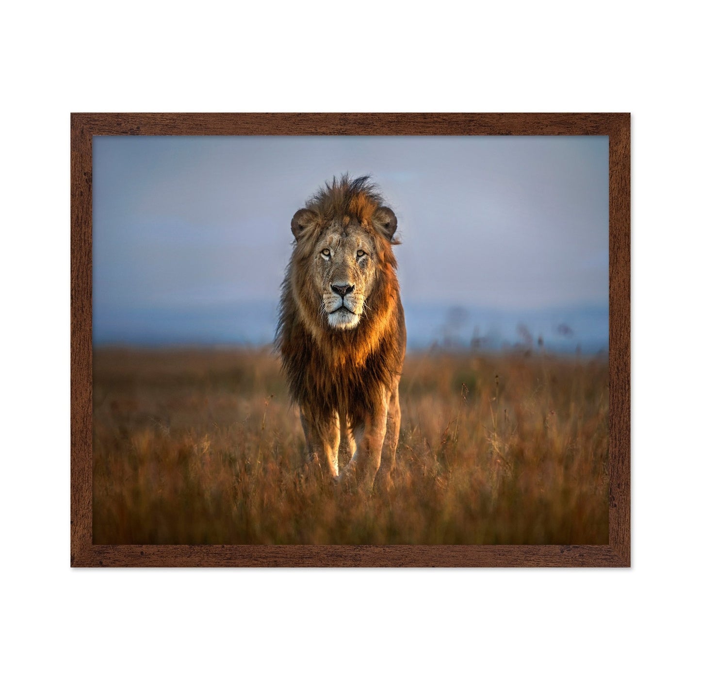 Majestic Lion