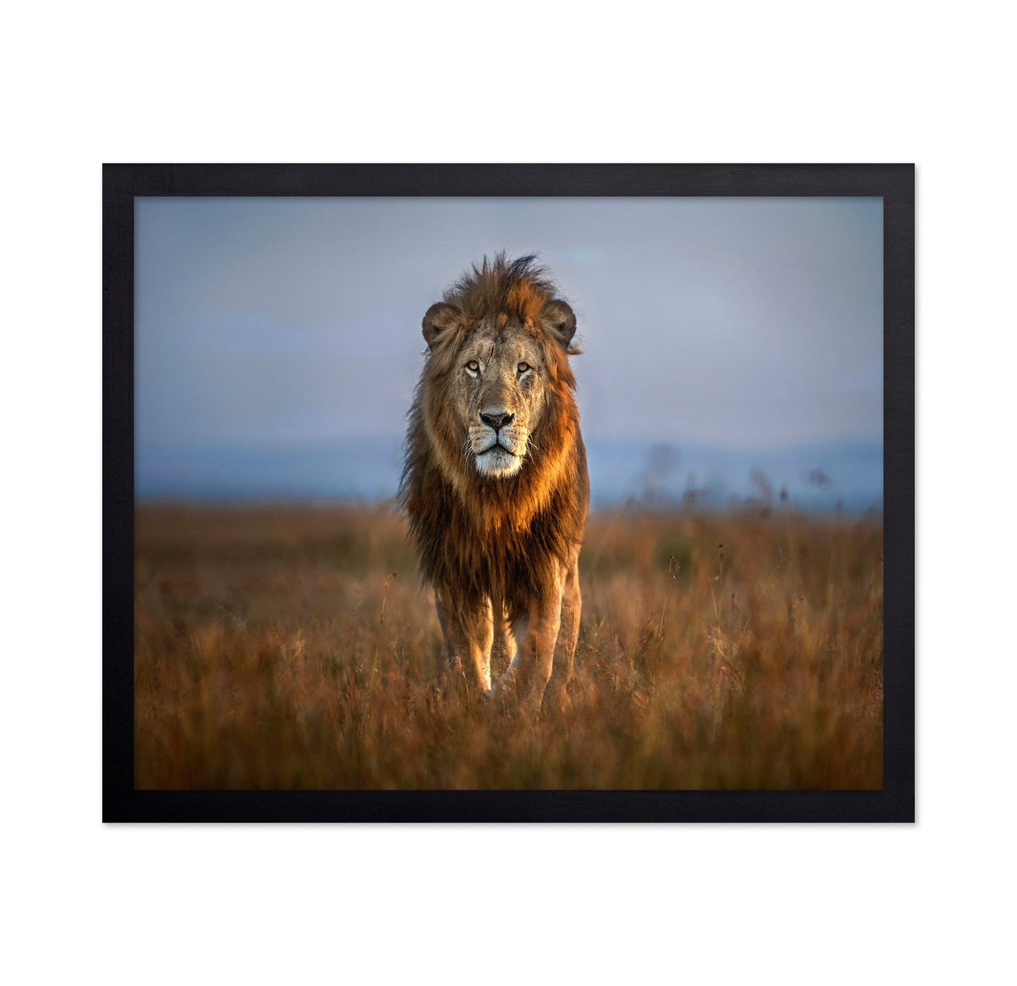 Majestic Lion