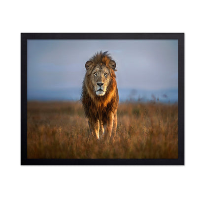 Majestic Lion