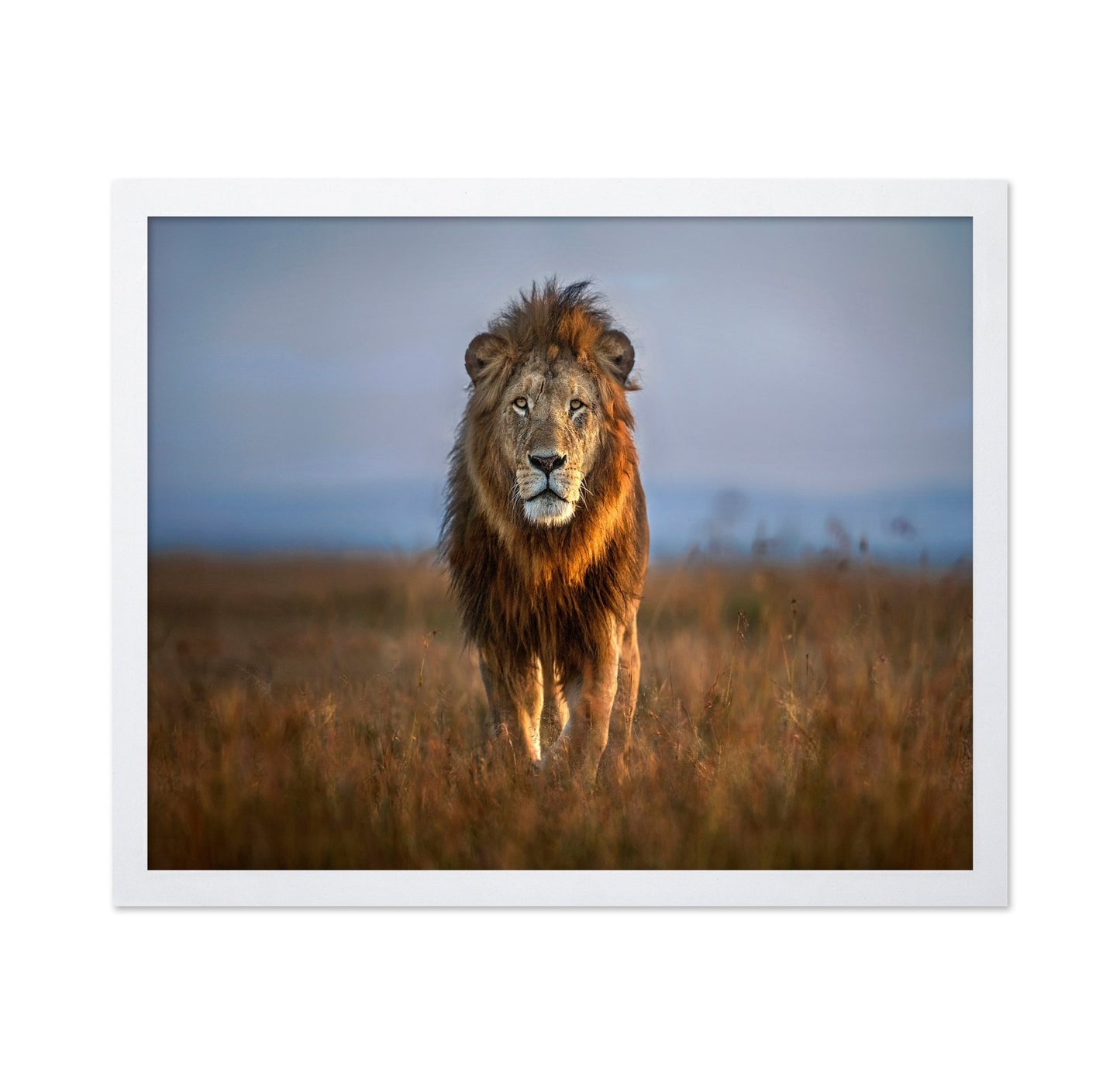 Majestic Lion